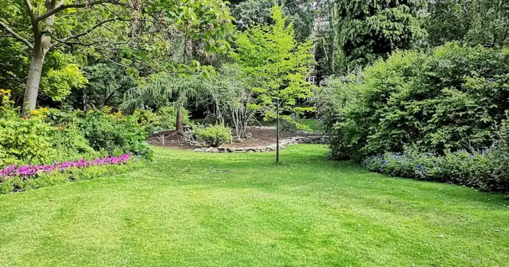 Green grass field with trees