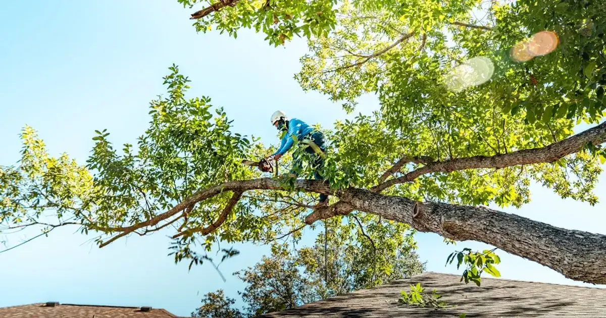 A tree arborist is cutting a branch.