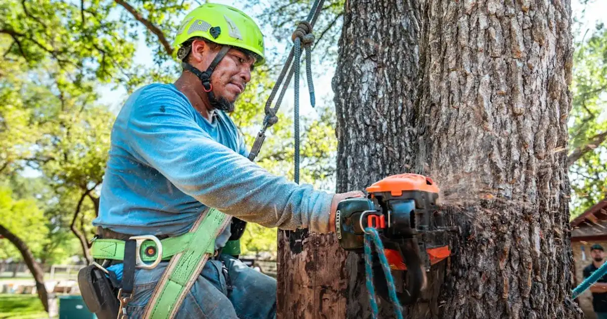 Arborist uses a chainsaw to cut a tree.
