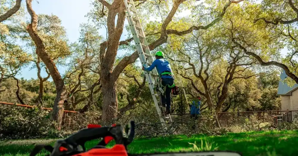 A tree arborist is climbing a ladder to trim branches.