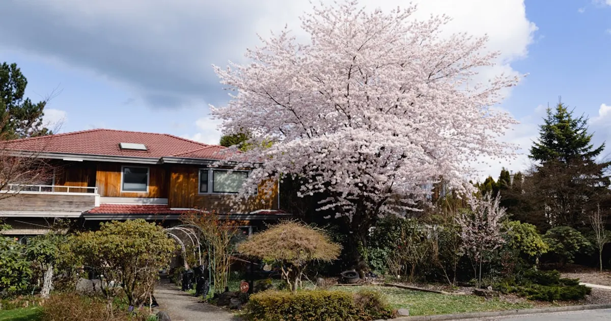A house with a blooming cherry blossom tree.