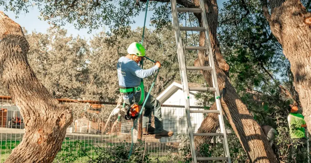 A tree arborist is working in the tree.